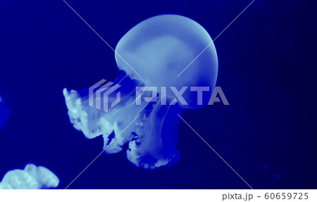 Colorful jellyfish in aquarium 60659725