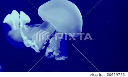 Colorful jellyfish in aquarium 60659726