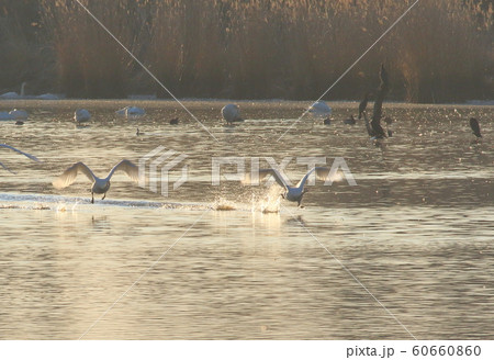 伊豆沼の朝 伊豆沼の朝 60660860