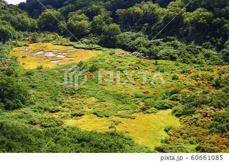 妙高山の秋 山頂への道 長助池とイワイチョウ 妙高山の秋 山頂への道 長助池とイワイチョウ 60661085