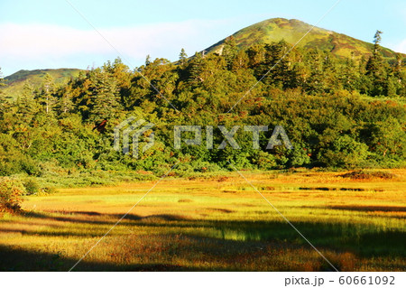 火打山の秋　高谷池湿原とイワイチョウと朝日に映える火打山 60661092
