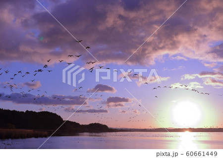 伊豆沼の朝 60661449