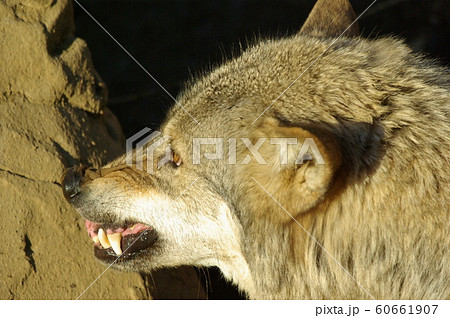 オオカミの威嚇の写真素材