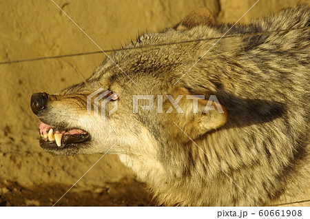 オオカミの威嚇の写真素材