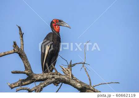 Southern Ground Hornbill in Kruger National park, Southern Ground Hornbill in Kruger National park, 60662119