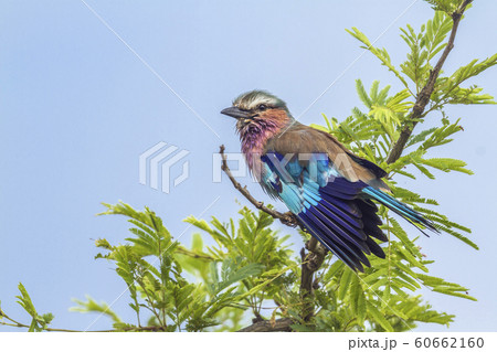 Lilac breasted roller in Kruger National park, Lilac breasted roller in Kruger National park, 60662160