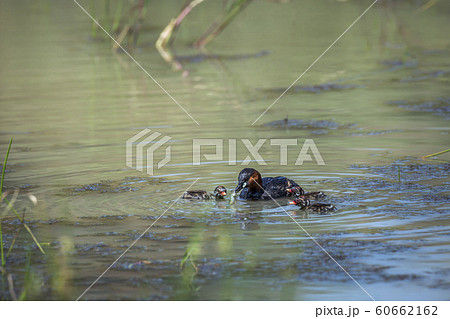 Little Grebe in Kruger National park, South Africa 60662162