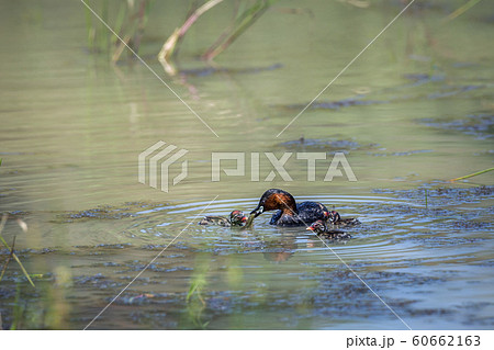 Little Grebe in Kruger National park, South Africa 60662163