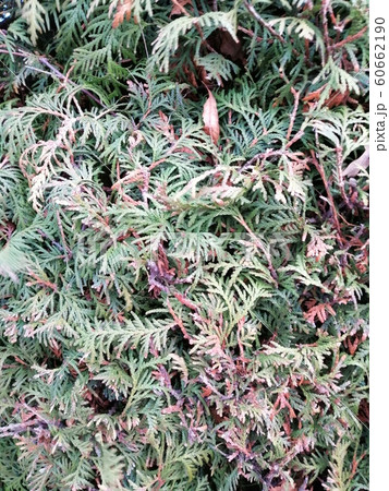 Close up pine leaves. Pattern of dried thuja branches. Close up pine leaves. Pattern of dried thuja branches. 60662190