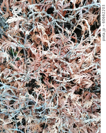 Close up pine leaves. Pattern of dried thuja branches. 60662203