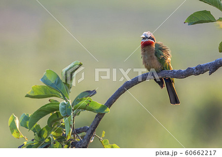 White fronted Bee eater in Kruger National park, White fronted Bee eater in Kruger National park, 60662217