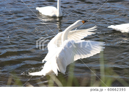白鳥　栃木県真岡市　五行川 60662393