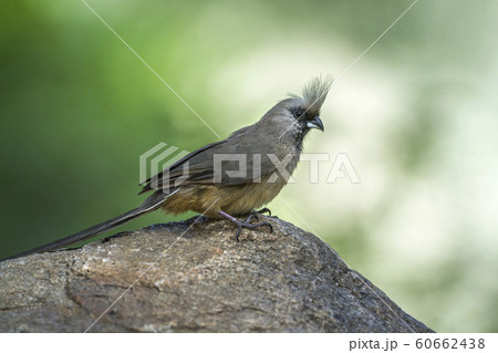Speckled Mousebird in Kruger National park, South Speckled Mousebird in Kruger National park, South 60662438