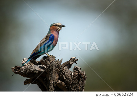 Lilac-breasted roller perches on dead tree stump 60662824