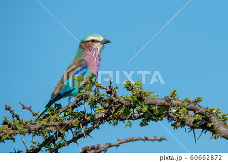 Lilac-breasted roller on branch of thorn tree 60662872