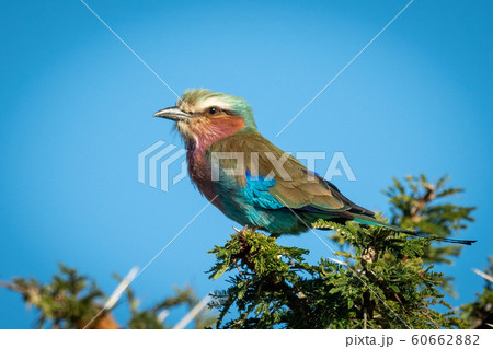 Lilac-breasted roller in thornbush under blue sky 60662882