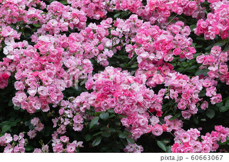 薔薇の花 薔薇の花 60663067