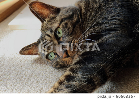 ねこ 虎太郎 ねこ 虎太郎 60663367