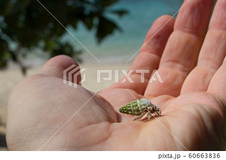 Hermit crab sitting on human hand. 60663836