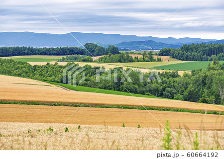 Golden Crop Filed with scenic view of Biei Town in Summer, Hokkaido, Japan 60664192