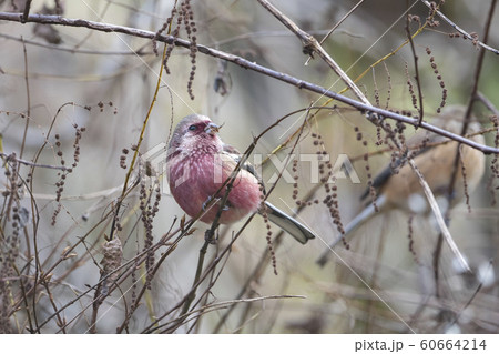 ベニマシコ ベニマシコ 60664214