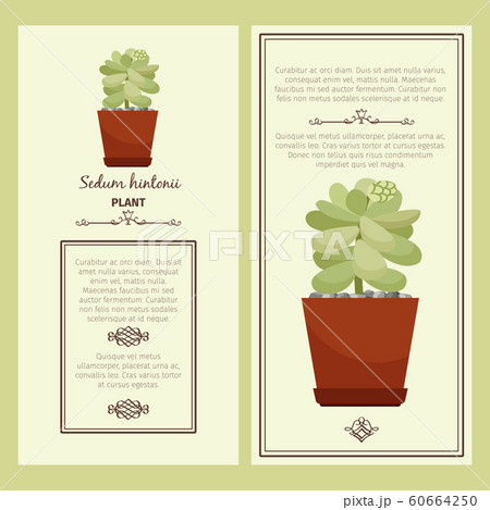 Greeting card with sedum hintonii plant 60664250