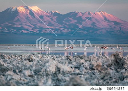 Atacama salar and Chaxa lagoon with many flamingoes feeding Atacama salar and Chaxa lagoon with many flamingoes feeding 60664835