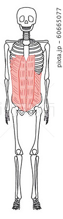 腹筋群のイラスト素材
