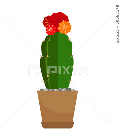 Cactus with red flower in pot 60665149