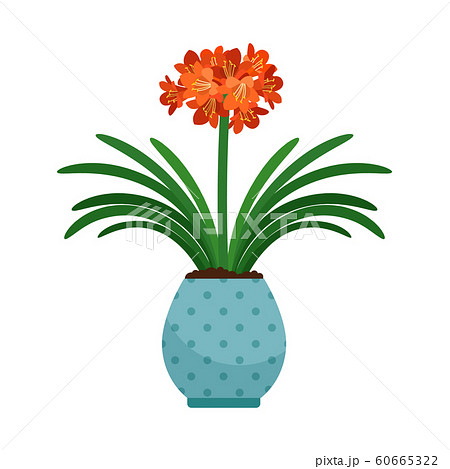 Clivia house plant in flower pot 60665322