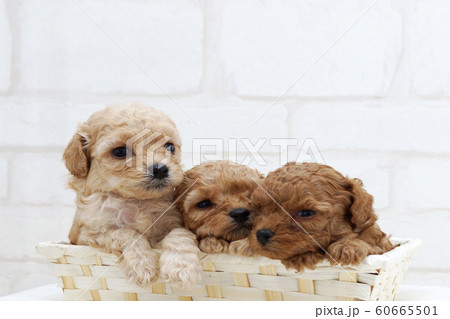 ３匹寄り添う可愛いトイプードル子犬の写真素材