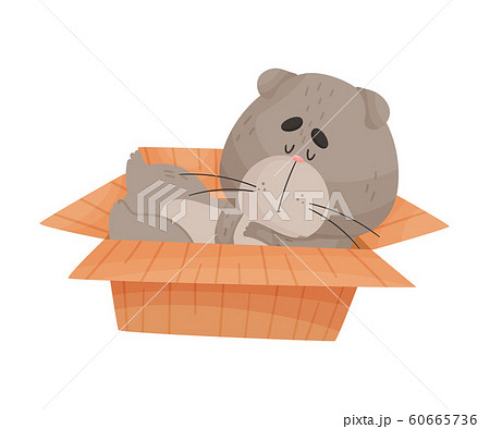 Cat Sleeping in Cardboard Box Vector Illustration. Kitty Inside Carton Box Cat Sleeping in Cardboard Box Vector Illustration. Kitty Inside Carton Box 60665736