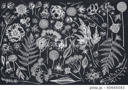Vector set of hand drawn chalk shepherd's purse, heather, fern, wild garlic, clover, globethistle, gentiana, astilbe, craspedia, lagurus, black caraway, chamomile, dandelion, poppy flower, lily of the 60666083