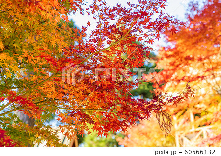 紅葉ロード【福岡県東峰村】 60666132