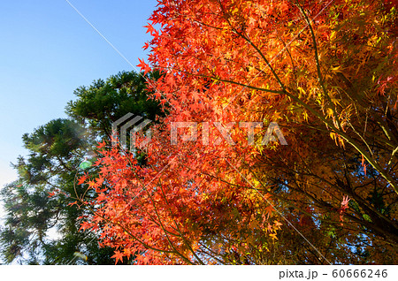 紅葉ロード【福岡県東峰村】 紅葉ロード【福岡県東峰村】 60666246