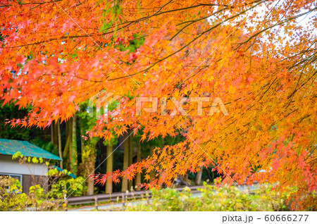 紅葉ロード【福岡県東峰村】 60666277