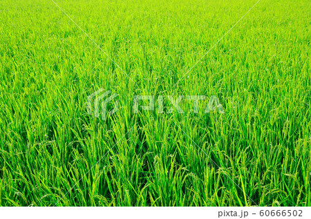 夏の水田 60666502