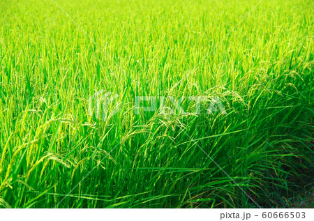 夏の水田 60666503