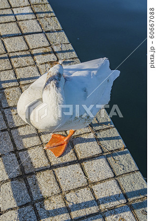 片足立ちで寝る大津港のガチョウの写真素材