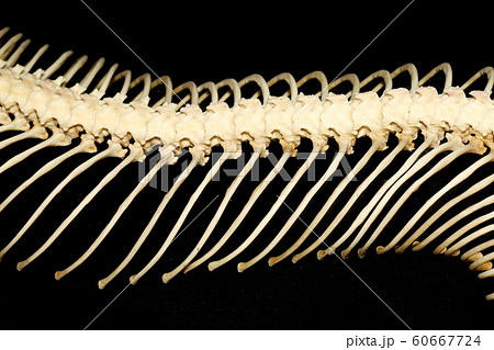 Close up body bone viper on black background 60667724