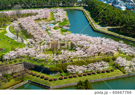 五稜郭 五稜郭公園 春 桜 晴天 函館市 北海道 日本 鳥瞰図 鳥瞰 俯瞰図 