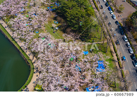 五稜郭 五稜郭公園 春 桜 晴天 函館市 北海道 日本 鳥瞰図 鳥瞰 俯瞰図 