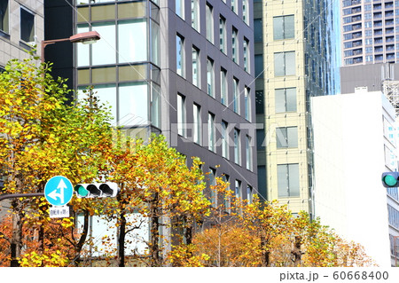 大阪堺筋の秋の街路樹 大阪堺筋の秋の街路樹 60668400