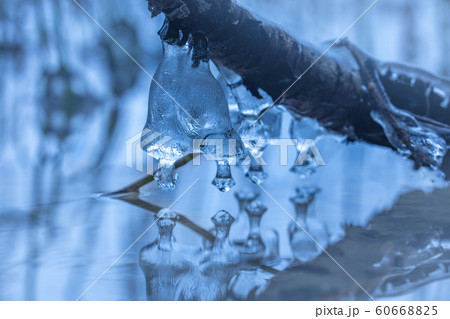 Icicle formations on a branch of a tree over the lake 60668825