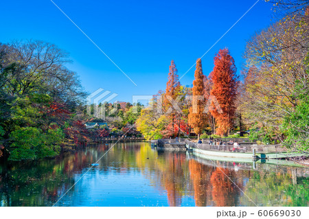 東京　井の頭公園の紅葉 60669030