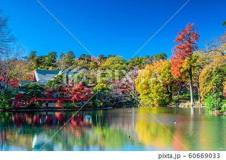 東京 井の頭公園の紅葉 東京 井の頭公園の紅葉 60669033