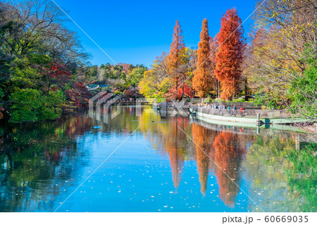 東京　井の頭公園の紅葉 60669035