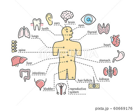 Medical anatomy vector infographics poster with human body internal organs outline icons 60669176