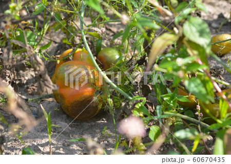 Tomatoes get sick by late blight. Phytophthora infestans. Tomatoes get sick by late blight. Phytophthora infestans. 60670435