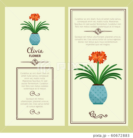 Clivia flower in pot banners 60672883